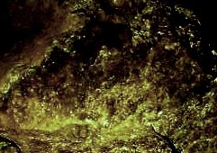 IMG_1556.Z1