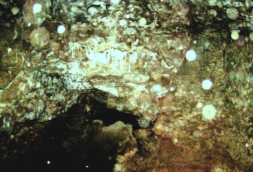 273.Z1 (1)
