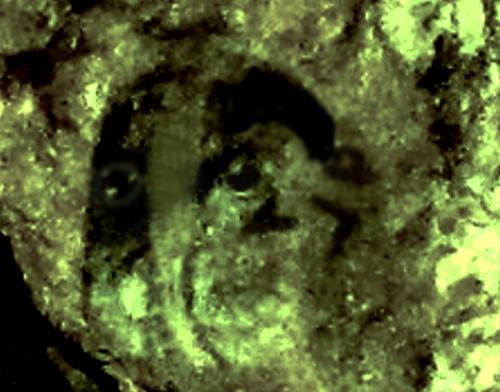 308-FACE-1 (1) (1)