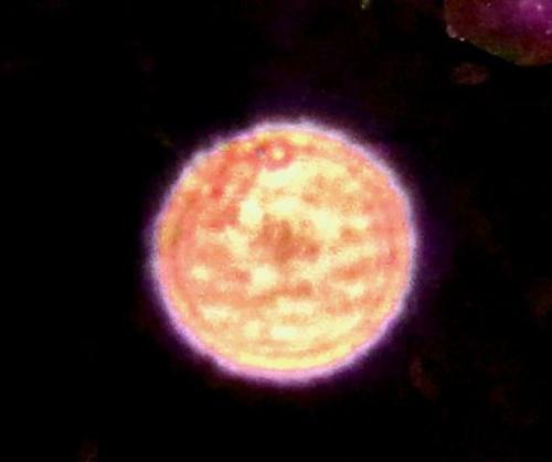 S-277close6.jpg-for-web-LARGE